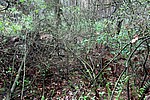 DSC02485.JPG